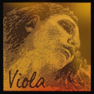 Corde viola